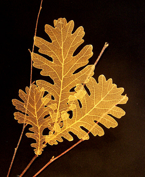 Gold Oak Leaves